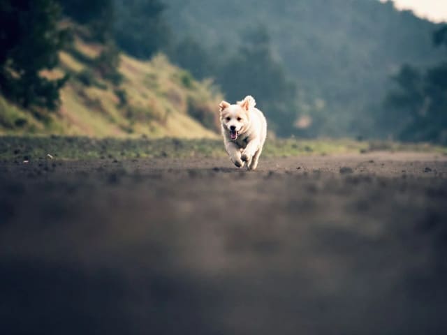Realistic running dog photo prompt example with Flux 1.1 Pro