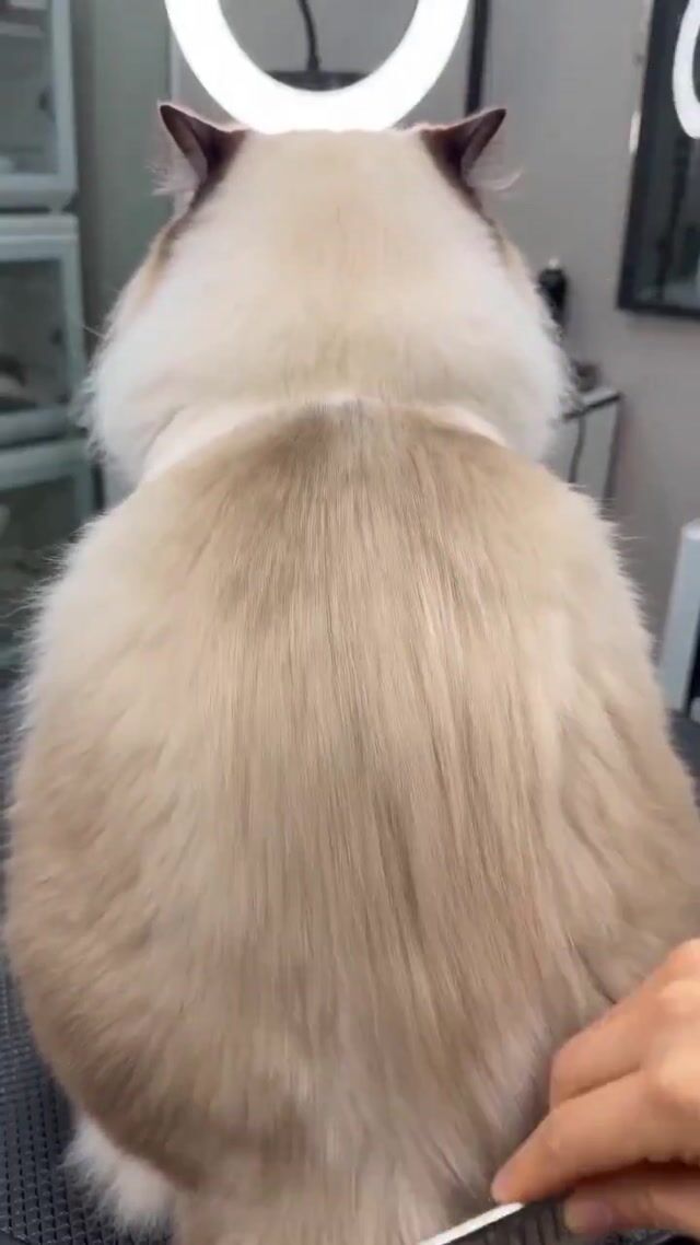 Humorous Ragdoll Cat Salon Bowl Cut Transformation