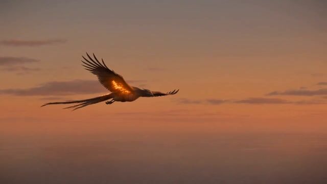 Seedance 2 fire bird transformation prompt